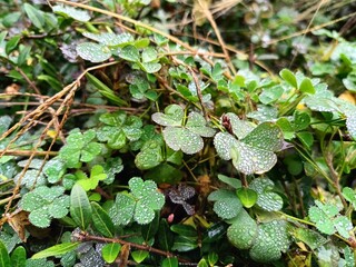 plants and grasses in raindrops