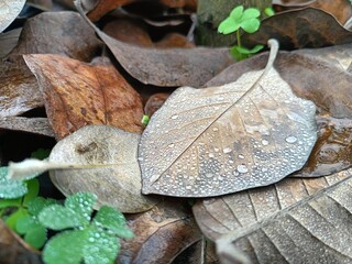 large fallen magnolia leaves in raindrops