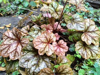 Close-up of colorful heuchera leaves in raindrops