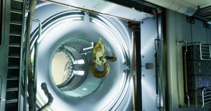 A bizarre creature swims through a tunnel illuminated by bright lights in a high tech setting. The surrounding environment features sleek metallic surfaces and advanced machinery.