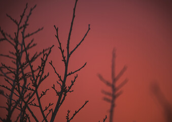 naked trees meeting a sunset
