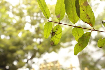 Spider Hiding Under Leaf – Nature Macro Shot with Green Background