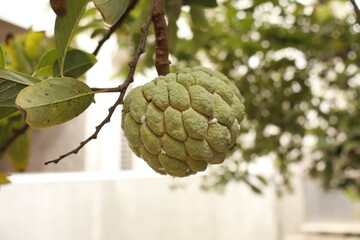 Fresh Custard Apple Hanging on Tree – Organic Tropical Fruit