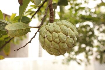 Fresh Custard Apple Hanging on Tree – Organic Tropical Fruit
