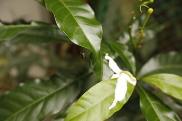Obraz premium White Pinwheel Jasmine Flowers in Garden – Natural Floral Closeup