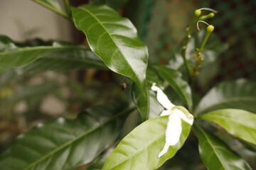 Obraz premium White Pinwheel Jasmine Flowers in Garden – Natural Floral Closeup