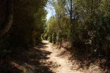 Naklejka premium The area of Es Comú de Muro - a protected system of sand dunes (Mallorca, Spain)