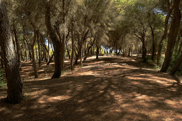 The area of Es Com&uacute; de Muro - a protected system of sand dunes (Mallorca, Spain)