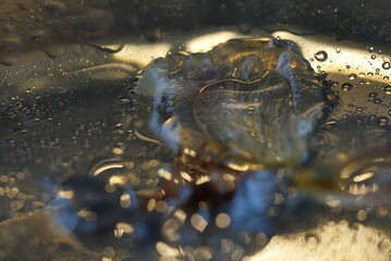 Abstract close-up of flower petals floating in water with golden light reflections and soft bokeh. The image captures delicate textures, transparency, and the gentle interplay of color and light, crea