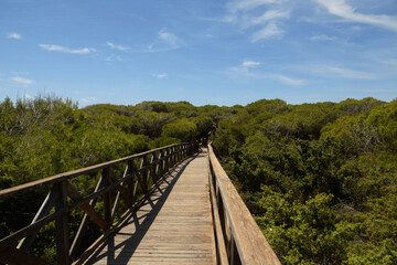 The area of Es Com&uacute; de Muro - a protected system of sand dunes (Mallorca, Spain)