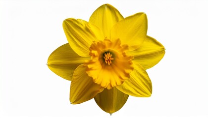 Single Yellow Daffodil Bloom Isolated On Transparent Background