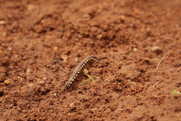 Black Millipede on Brown Soil – Macro Nature Wildlife Photography