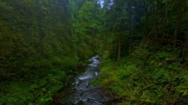 ruhiger malerischer Wildwasserbach der sanft durch dichte gr&uuml;ne Vegetation flie&szlig;t, umgeben von hohen B&auml;umen und &uuml;ppigem Gr&uuml;n vermittelt ein Gef&uuml;hl von Frieden in idyllischer Atmosph&auml;re, Schwarzwald