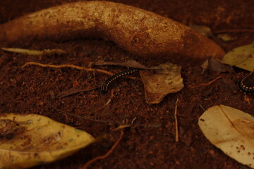 Black Millipede on Brown Soil &ndash; Macro Nature Wildlife Photography