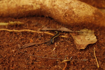 Black Millipede on Brown Soil – Macro Nature Wildlife Photography