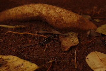 Black Millipede on Brown Soil &ndash; Macro Nature Wildlife Photography