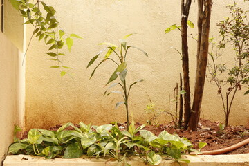 Home Garden Corner with Green Plants and Soil &ndash; Outdoor Natural Space