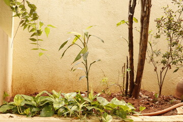 Home Garden Corner with Green Plants and Soil – Outdoor Natural Space