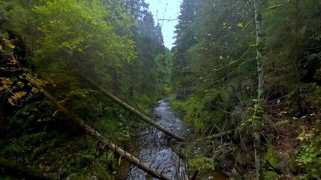 ruhiger malerischer Wildwasserbach der sanft durch dichte gr&uuml;ne Vegetation flie&szlig;t, umgeben von hohen B&auml;umen und &uuml;ppigem Gr&uuml;n vermittelt ein Gef&uuml;hl von Frieden in idyllischer Atmosph&auml;re, Schwarzwald