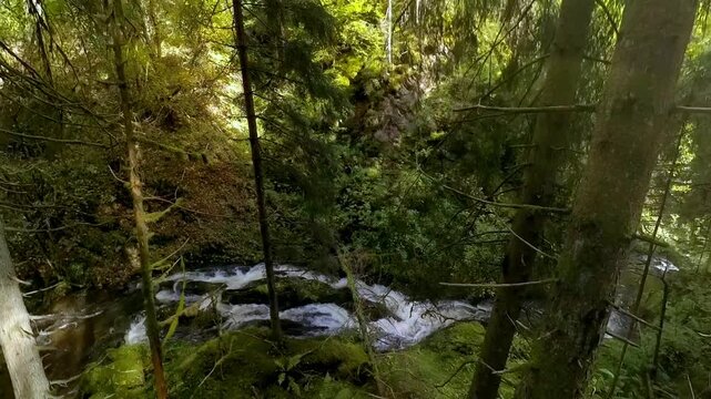 ruhiger malerischer Wildwasserbach der sanft durch dichte gr&uuml;ne Vegetation flie&szlig;t, umgeben von hohen B&auml;umen und &uuml;ppigem Gr&uuml;n vermittelt ein Gef&uuml;hl von Frieden in idyllischer Atmosph&auml;re, Schwarzwald