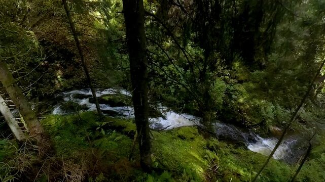 ruhiger malerischer Wildwasserbach der sanft durch dichte gr&uuml;ne Vegetation flie&szlig;t, umgeben von hohen B&auml;umen und &uuml;ppigem Gr&uuml;n vermittelt ein Gef&uuml;hl von Frieden in idyllischer Atmosph&auml;re, Schwarzwald