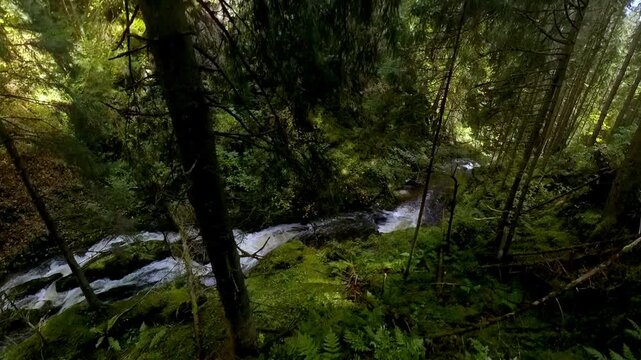 ruhiger malerischer Wildwasserbach der sanft durch dichte gr&uuml;ne Vegetation flie&szlig;t, umgeben von hohen B&auml;umen und &uuml;ppigem Gr&uuml;n vermittelt ein Gef&uuml;hl von Frieden in idyllischer Atmosph&auml;re, Schwarzwald
