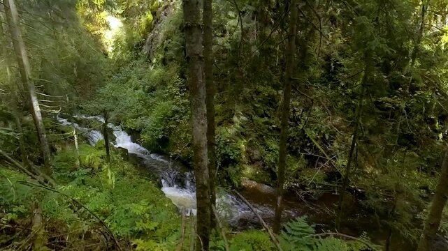 ruhiger malerischer Wildwasserbach der sanft durch dichte gr&uuml;ne Vegetation flie&szlig;t, umgeben von hohen B&auml;umen und &uuml;ppigem Gr&uuml;n vermittelt ein Gef&uuml;hl von Frieden in idyllischer Atmosph&auml;re, Schwarzwald
