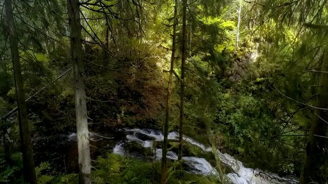 ruhiger malerischer Wildwasserbach der sanft durch dichte gr&uuml;ne Vegetation flie&szlig;t, umgeben von hohen B&auml;umen und &uuml;ppigem Gr&uuml;n vermittelt ein Gef&uuml;hl von Frieden in idyllischer Atmosph&auml;re, Schwarzwald