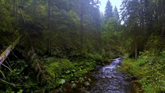 ruhiger malerischer Wildwasserbach der sanft durch dichte gr&uuml;ne Vegetation flie&szlig;t, umgeben von hohen B&auml;umen und &uuml;ppigem Gr&uuml;n vermittelt ein Gef&uuml;hl von Frieden in idyllischer Atmosph&auml;re, Schwarzwald