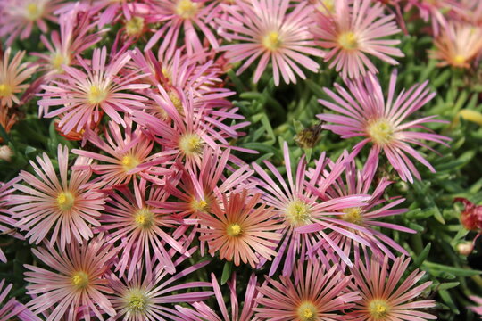 Delosperma 'Mesa Verde', Mittagsblume mit rosa Bl&uuml;ten