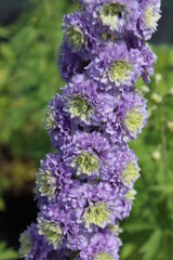 Delphinium Highlander-Serie 'Cristal Delight', Ritterspon mit gefüllten lila Blüten
