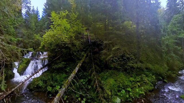 ruhiger malerischer Wildwasserbach der sanft durch dichte gr&uuml;ne Vegetation flie&szlig;t, umgeben von hohen B&auml;umen und &uuml;ppigem Gr&uuml;n vermittelt ein Gef&uuml;hl von Frieden in idyllischer Atmosph&auml;re, Schwarzwald