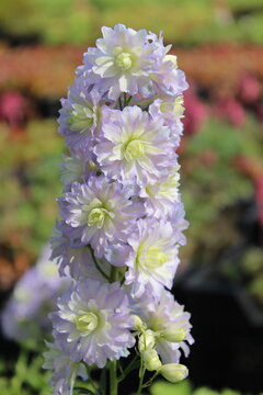 Delphinium Highlander-Serie 'Moonlight', Rittersporn mit gef&uuml;llten helllila Bl&uuml;ten