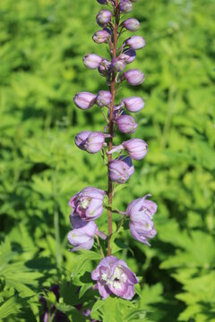 Delphinium Pacific-Grp.  'Astolat', Rittersporn mit lila Bl&uuml;ten