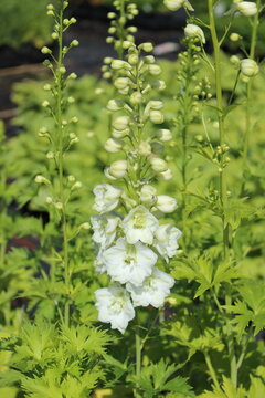 Delphinium Pacific-Grp. 'Galahad', Rittersporn mit wei&szlig;en Bl&uuml;ten