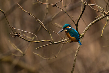  zimorodek (Alcedo atthis)
