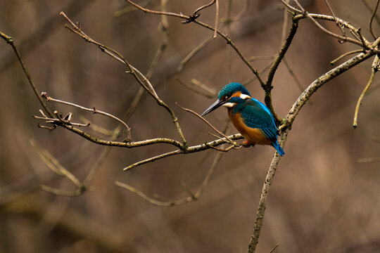  zimorodek (Alcedo atthis)