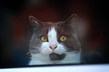Funny tabby cat looking curious out through a window. Horizontal image with selective focus.