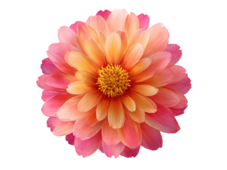 Vibrant pink and orange dahlia bloom flower petals, Isolated, Png Transparent Background