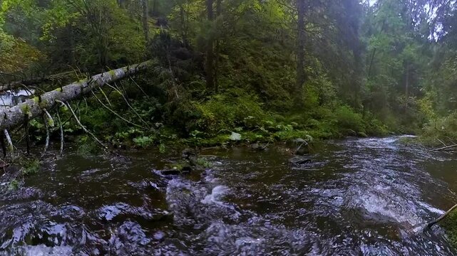 ruhiger malerischer Wildwasserbach der sanft durch dichte gr&uuml;ne Vegetation flie&szlig;t, umgeben von hohen B&auml;umen und &uuml;ppigem Gr&uuml;n vermittelt ein Gef&uuml;hl von Frieden in idyllischer Atmosph&auml;re, Schwarzwald