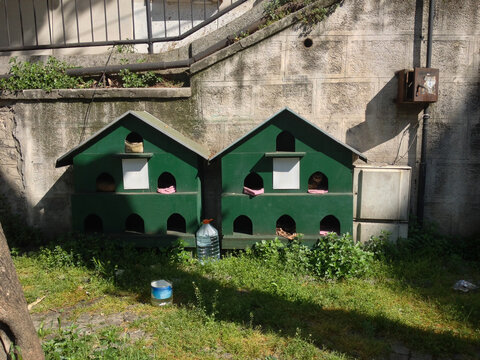 Cat shelters with green wooden houses in Istanbul, Turkey. Reflection of urban compassion, coexistence, and care for street animals in city environment.