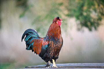 A vibrant rooster with colorful plumage stands proudly on wooden planks against a soft, blurred background, showcasing farm life and natural beauty.