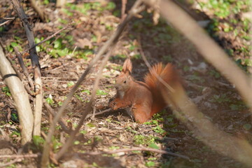 Wiewiórka pospolita (Sciurus vulgaris)