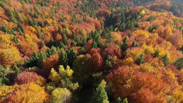 Aerial top view above colorful autumn forest and mountain valey