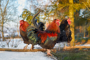 Vibrant roosters stand proudly on a snow-covered log, bathed in golden winter sunlight. A beautiful scene of farm life and resilience against the cold, showcasing stunning plumage and natural beauty.