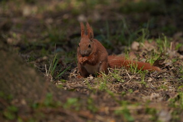 Wiewiórka pospolita (Sciurus vulgaris)