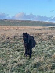 Wild horse in a natural landscape in Dartmoor National Park, Devon, UK