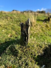 moss on the tree stump