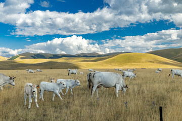 Fototapeta premium White herd grazing in Norcia, Umbria countryside