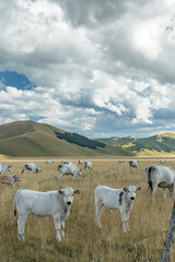 Fototapeta premium White cows grazing in Castelluccio valley farmland